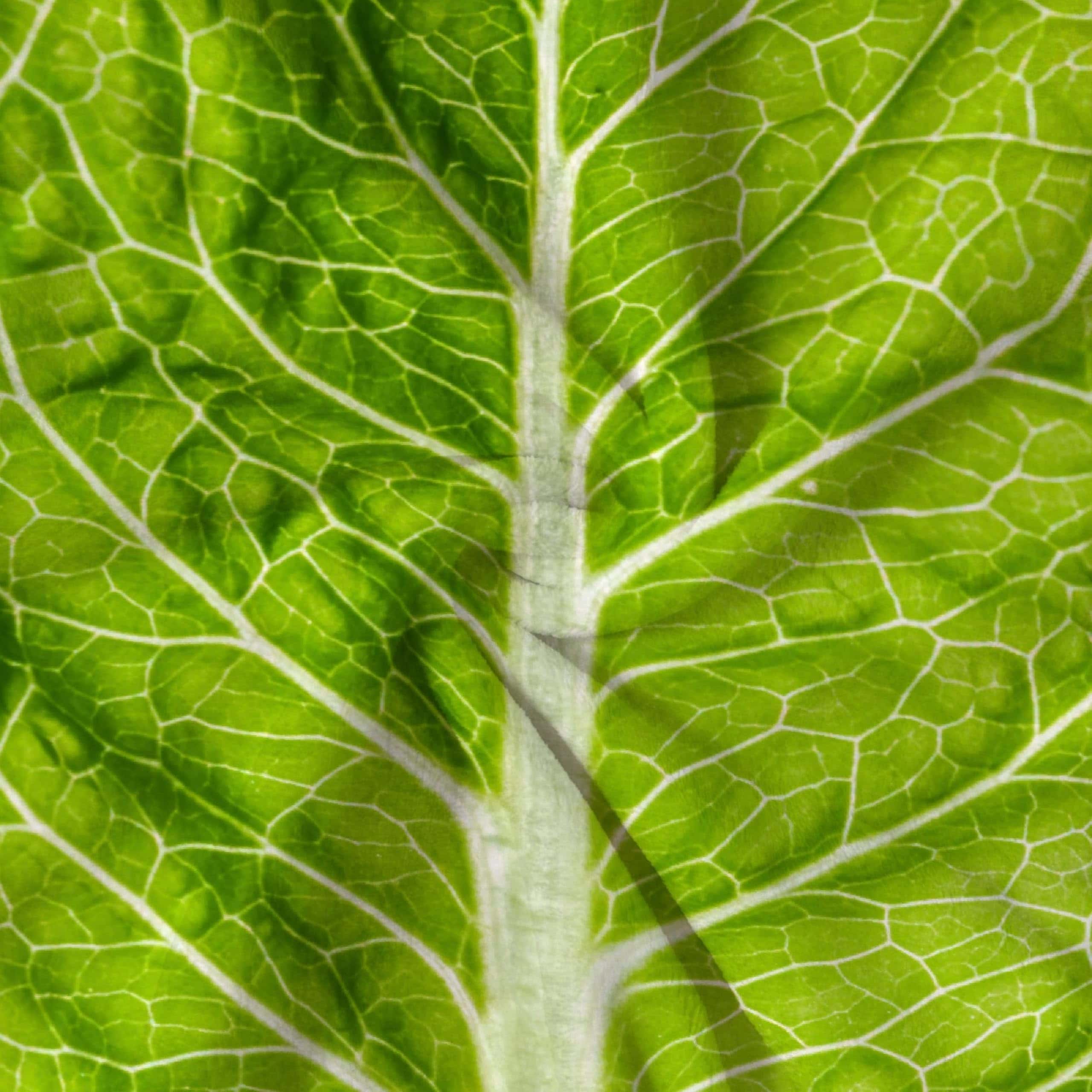 Manta Divertida de Lechuga Darani Food Súper Suave y Ligera - Imagen 7