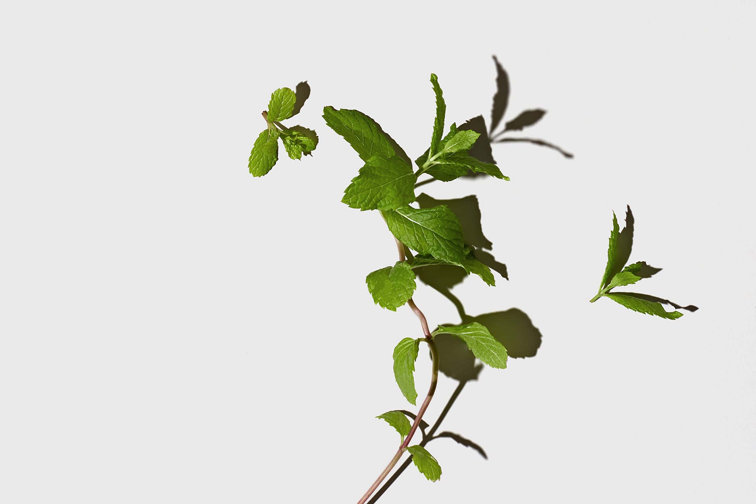 Set de Champú Hidratante Diario Suave de Menta LATHER - Imagen 3