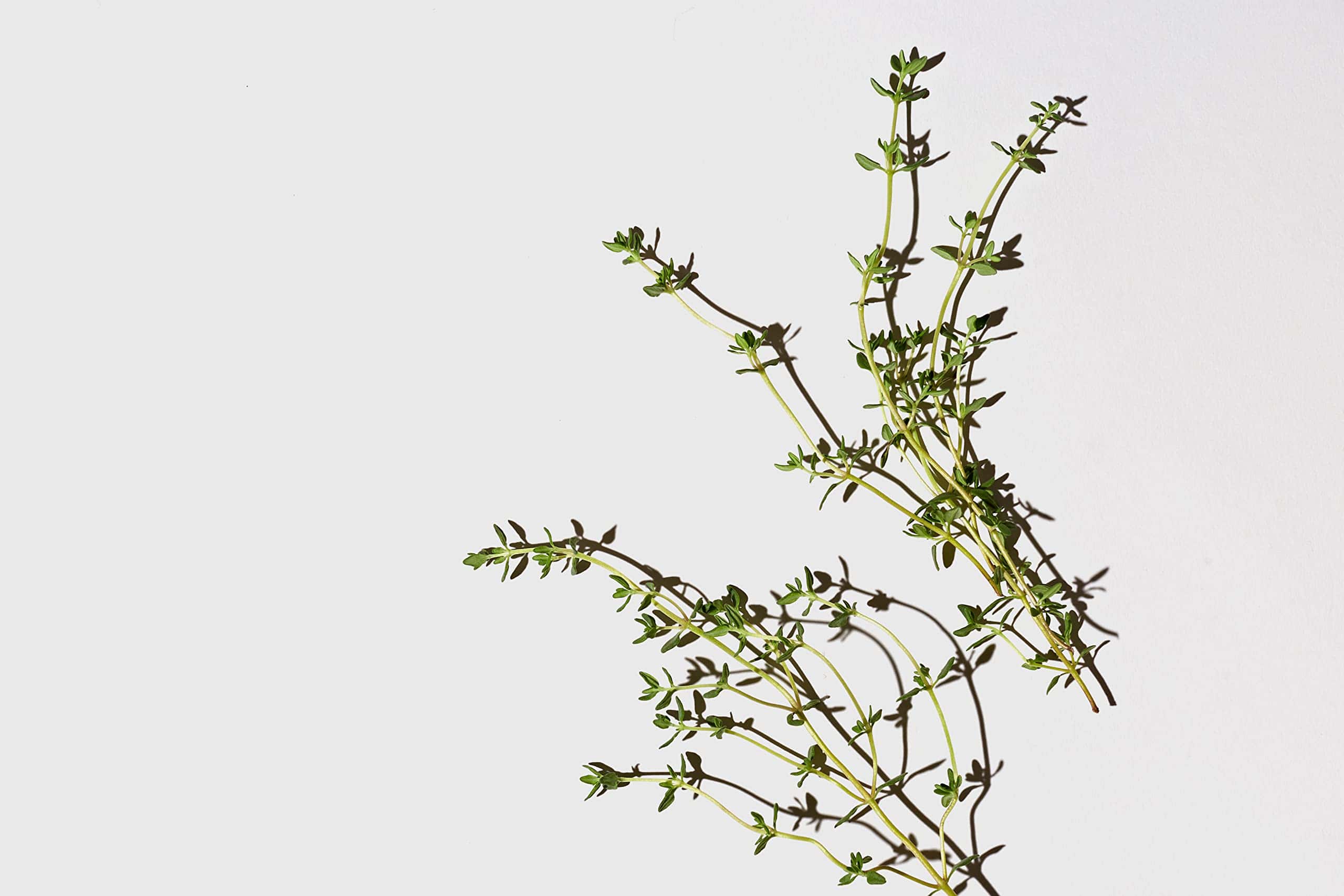 Set de Champú Hidratante Diario Suave de Menta LATHER - Imagen 4