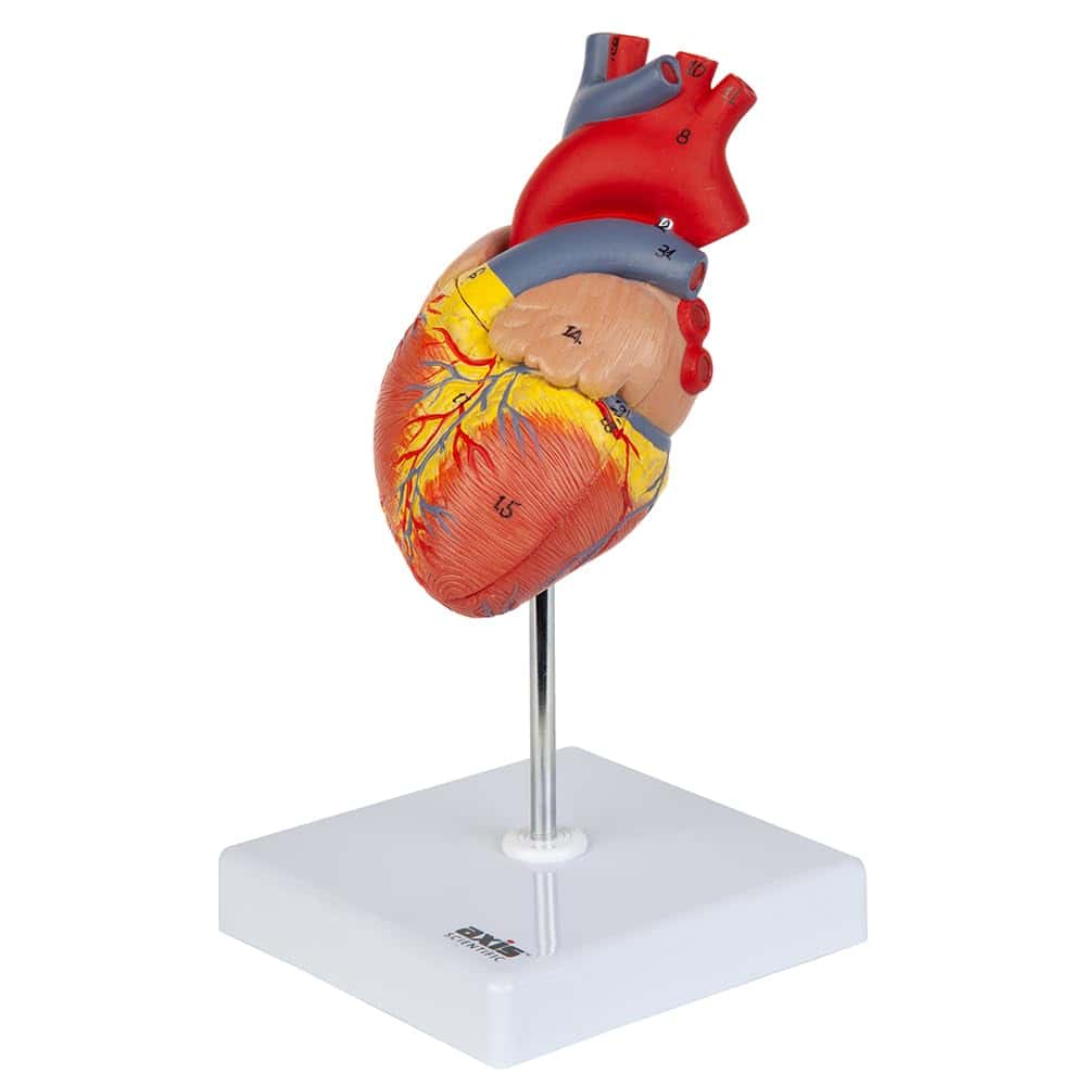 Modelo de Corazón Axis Scientific, Tamaño de Vida Deluxe de - Imagen 8