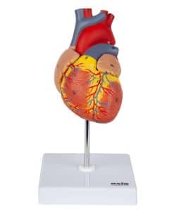 Modelo de Corazón Axis Scientific, Tamaño de Vida Deluxe de