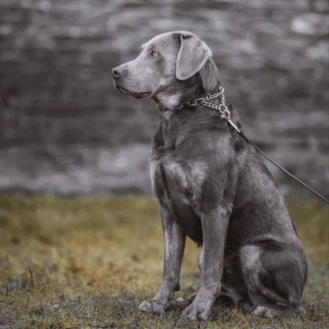 Collar de Adiestramiento Profesional para Perros Herm - Imagen 8