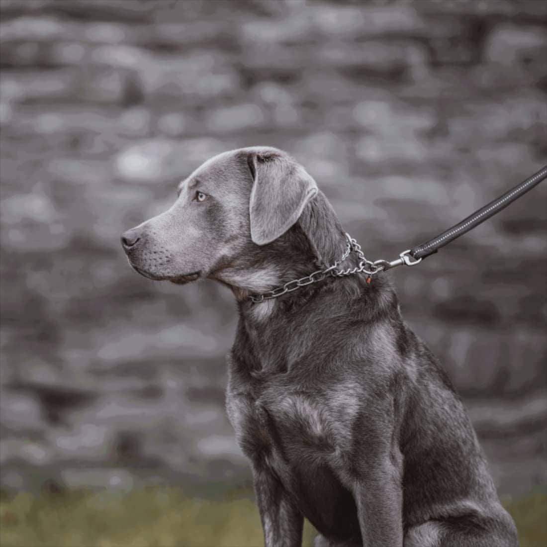 Collar de Adiestramiento Profesional para Perros Herm - Imagen 7