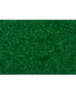 Musiclily 11.4 x17 Pulgadas Material en -rde Perla