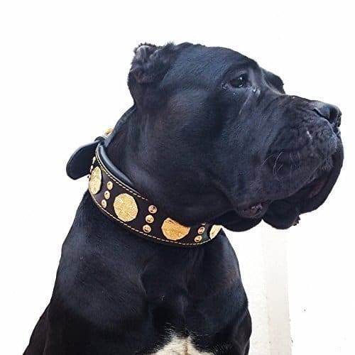 Collar de Perro de Cuero Genuino Bestia Maximus, Razas
