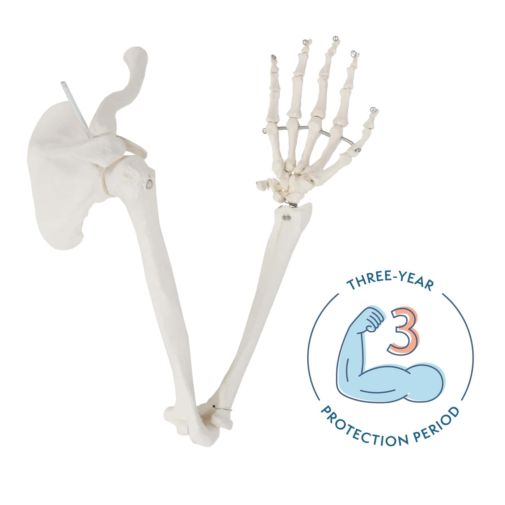 Modelo de Esqueleto del Brazo Derecho Humano Axis - Imagen 3