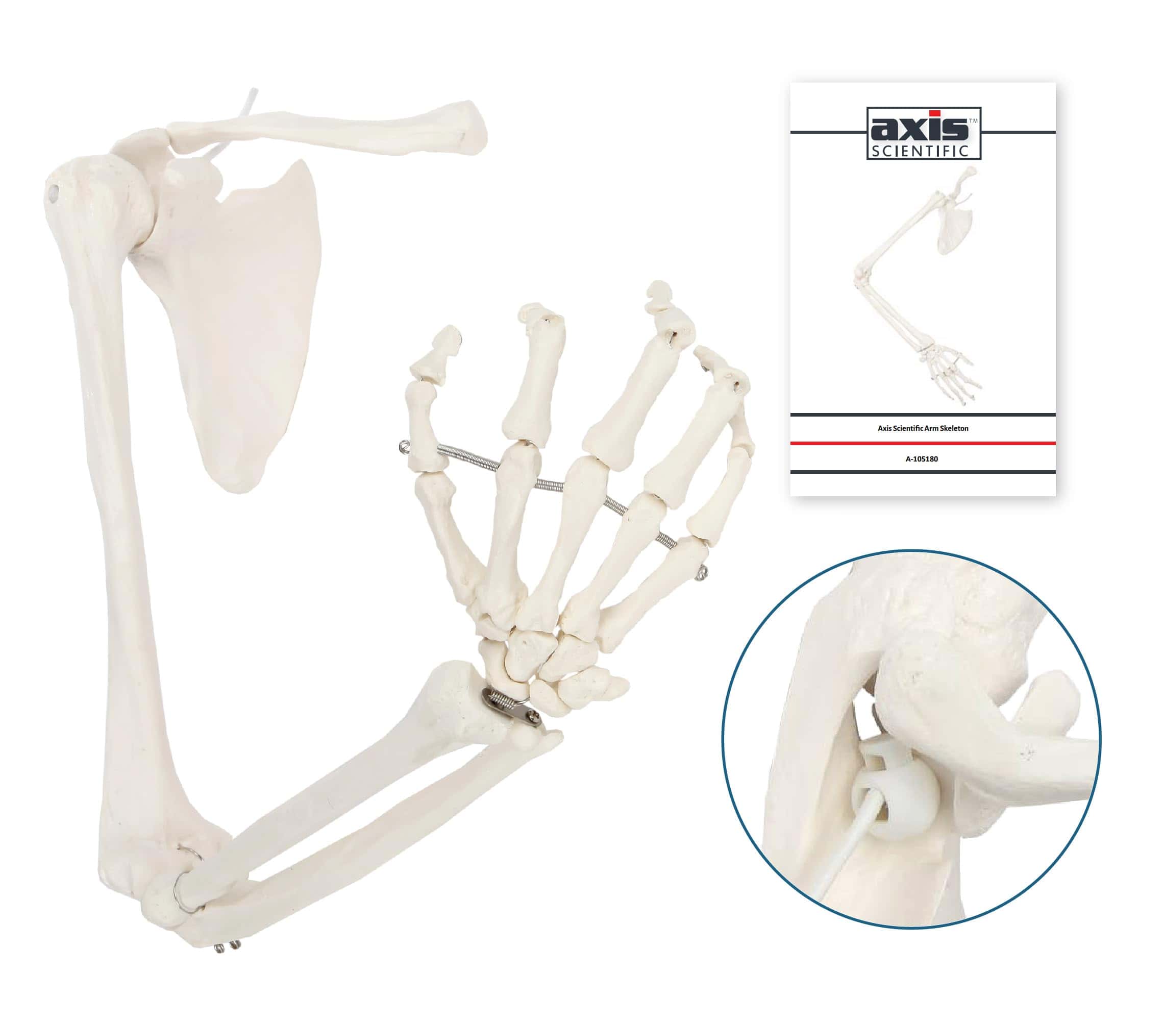 Modelo de Esqueleto del Brazo Derecho Humano Axis - Imagen 4