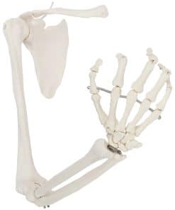 Modelo de Esqueleto del Brazo Derecho Humano Axis