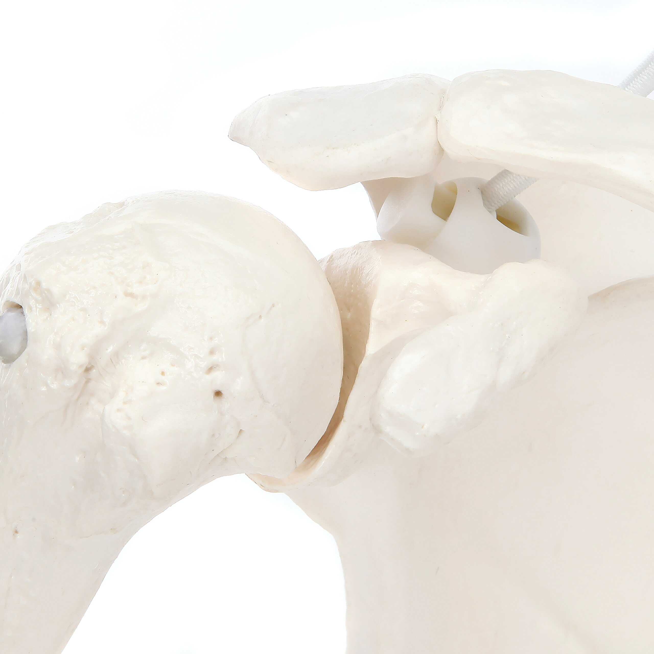 Modelo de Esqueleto del Brazo Derecho Humano Axis - Imagen 8