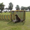 Conjunto de 3 tiendas de campaña para gatos al aire libre