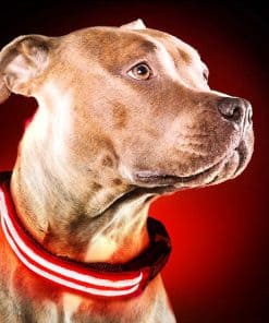 Collar LED Ultimate para Perros - Recargable por USB, Cable