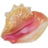 Concha Gigante de Caracol de Bahamas (Rosa) - Concha Rosada
