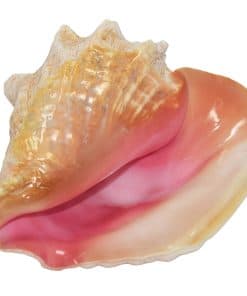 Concha Gigante de Caracol de Bahamas (Rosa) - Concha Rosada