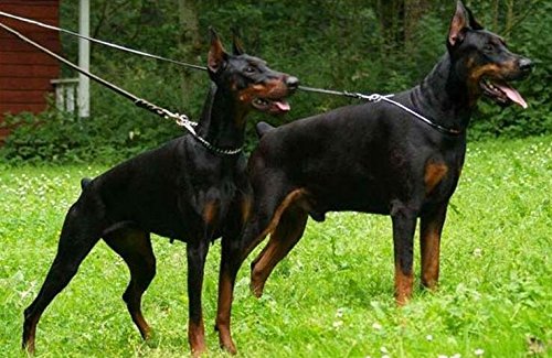 Correa de Cuero Trenzado Genuino para Perro Dogs Kingdom - Imagen 8