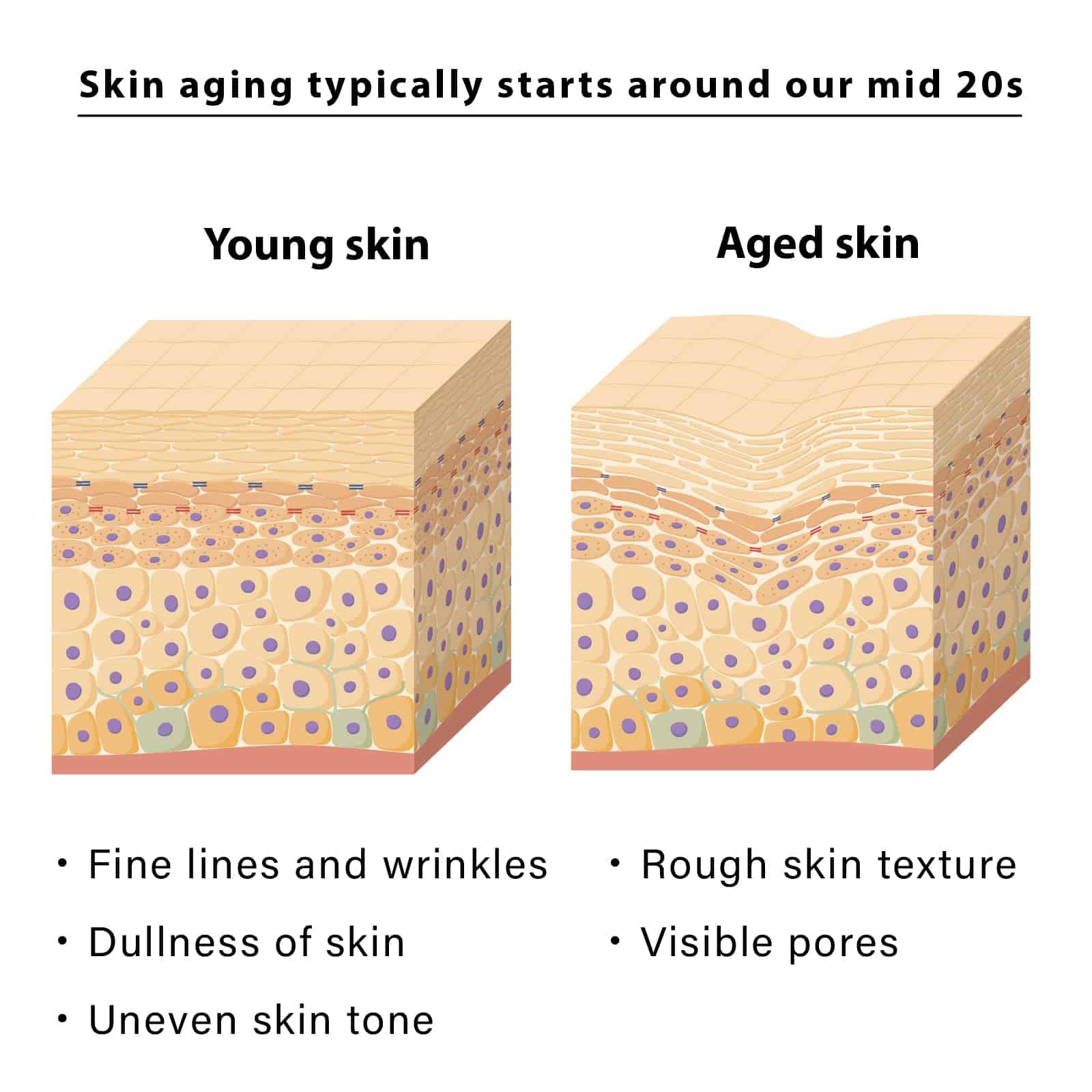 NEW ANGANCE ARCTIC REJUVENATION BOOSTER Máscara Facial - Imagen 4