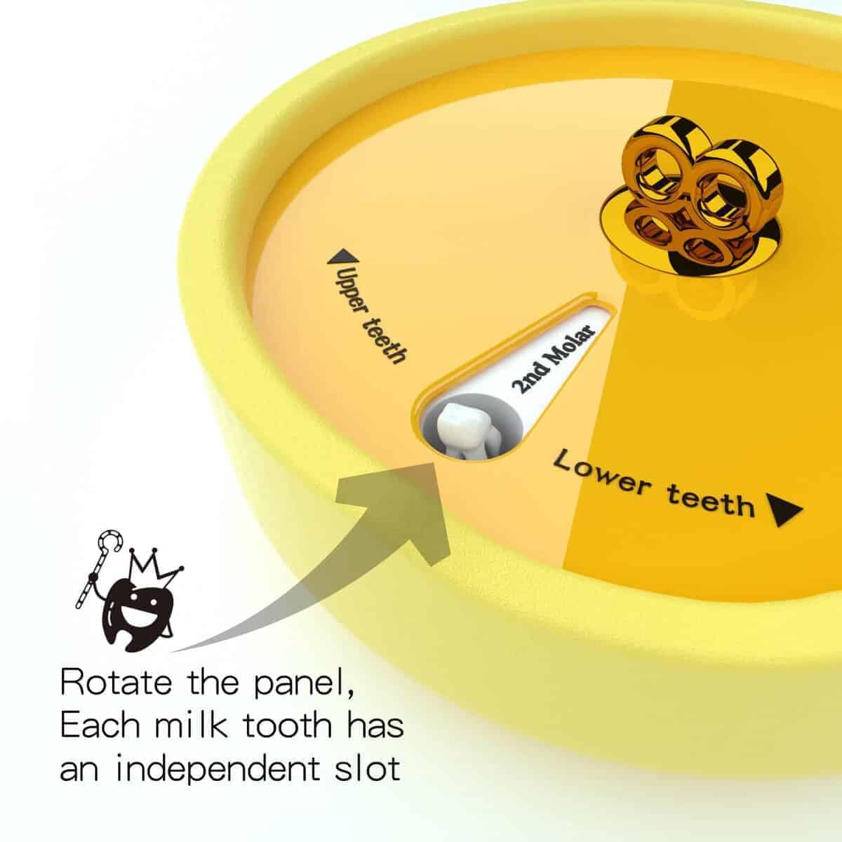Caja para Dientes de Bebé DDMBOX, Diseño en Forma de Concha - Imagen 4