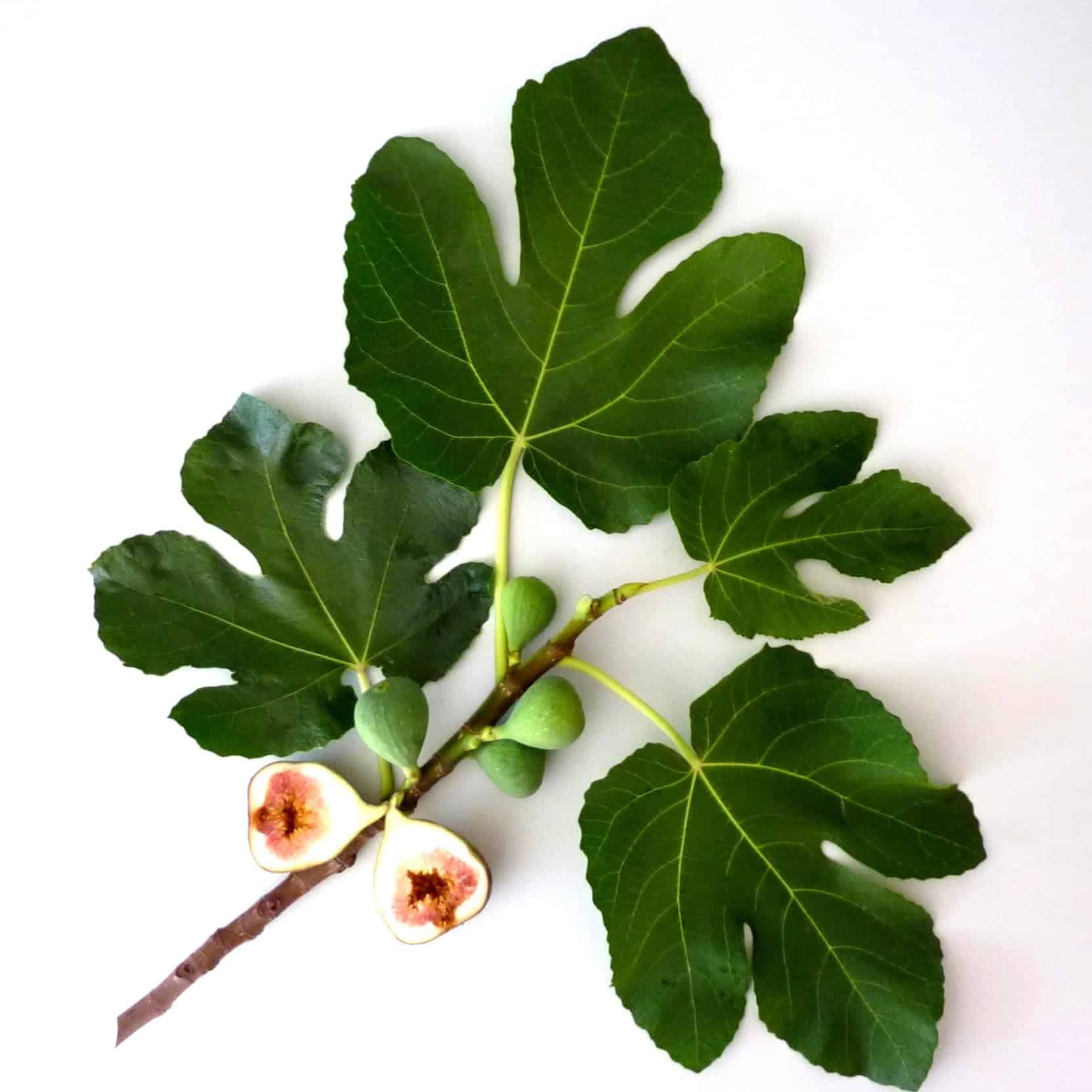 Recarga de Jabón de Manos Vegano de Lujo Murchison-Hume, - Imagen 4