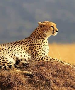 Rompecabezas PigBangbang Mural de Pinturas Famosas 1000