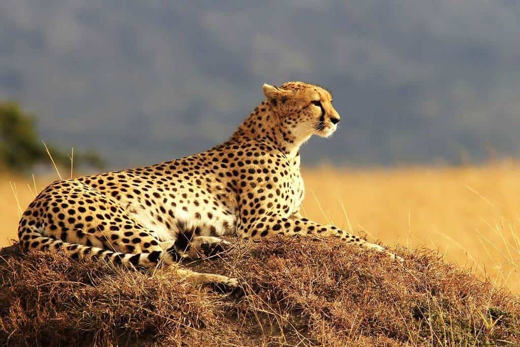 Rompecabezas PigBangbang Mural de Pinturas Famosas 1000