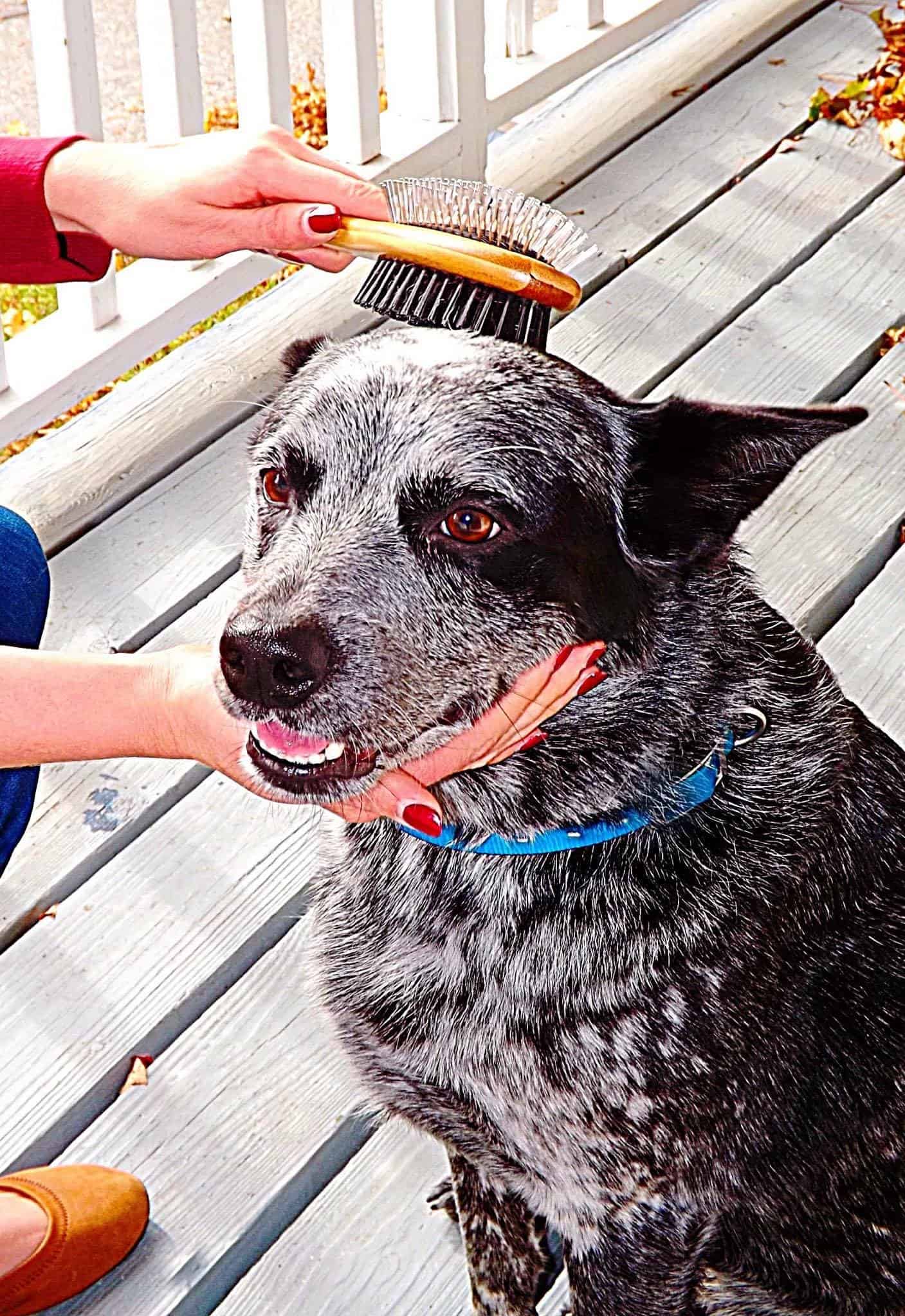 Cepillo de Doble Cara AtEase Accents para Perros y Gatos de - Imagen 3