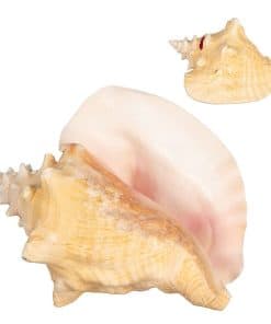 Concha de Caracol | 1 Concha de Caracol Grande de Bahamas
