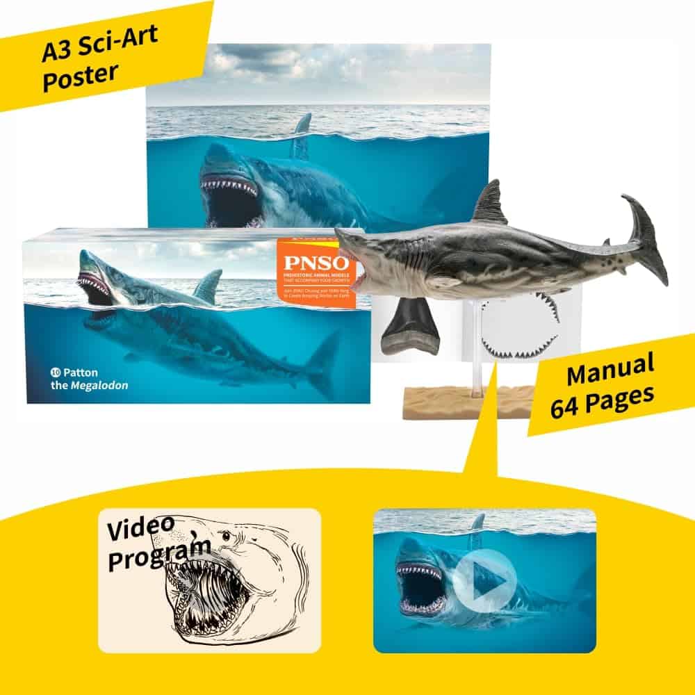 Patton el Megalodón (Gran Tiburón Blanco) 13" - Imagen 4