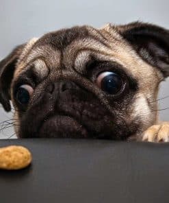 Rompecabezas PigBangbang, Juegos Intelectivos Fotomosaico