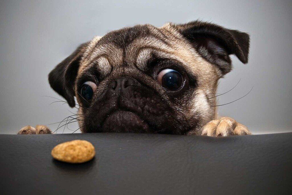 Rompecabezas PigBangbang, Juegos Intelectivos Fotomosaico