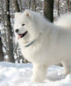 Rompecabezas de arte manchado PigBangbang para niños y