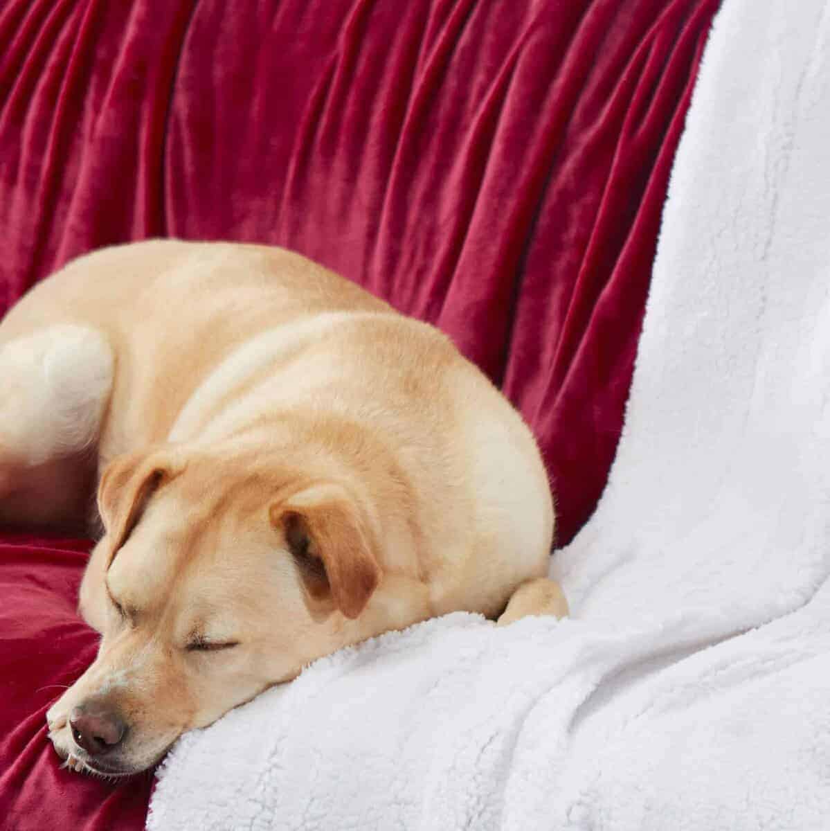 Manta de Sherpa Genteele Ultra Suave Reversible -Rico Borgoñ - Imagen 6