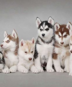 Manta de lana para sofá Husky TSlook de 50"x80" Patrón de