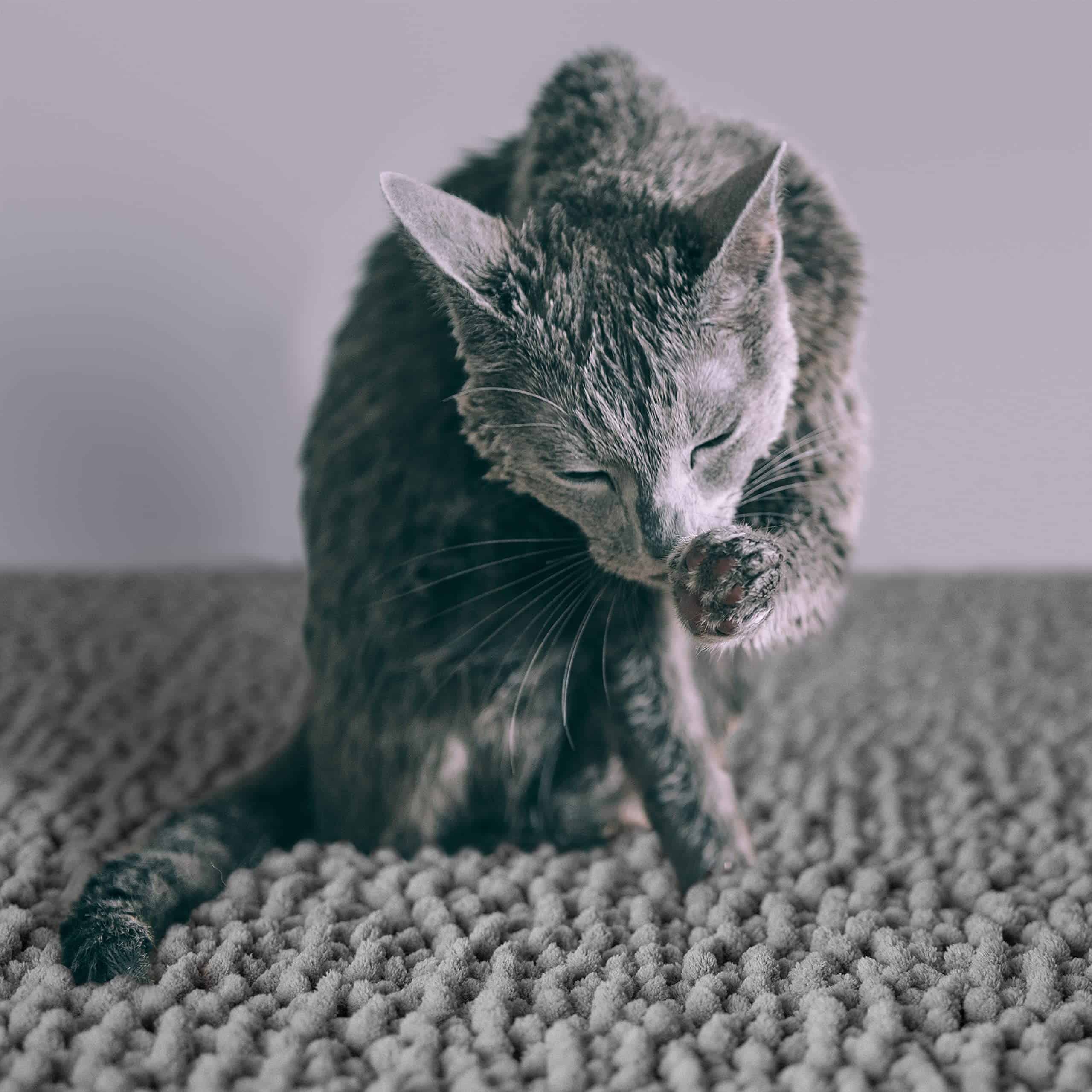 Tapete para arenero de gato CatGuru, Mediano, Extra Grande, - Imagen 6