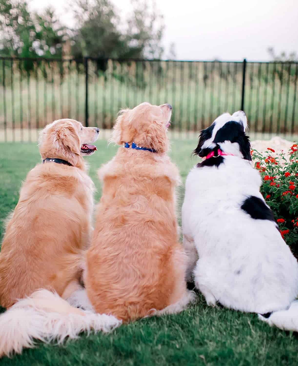 Collar para perro Regal Dog Products verde claro mediano - Imagen 10