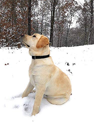 Collar para Perros Pequeños Negro Resistente al Agua con - Imagen 4