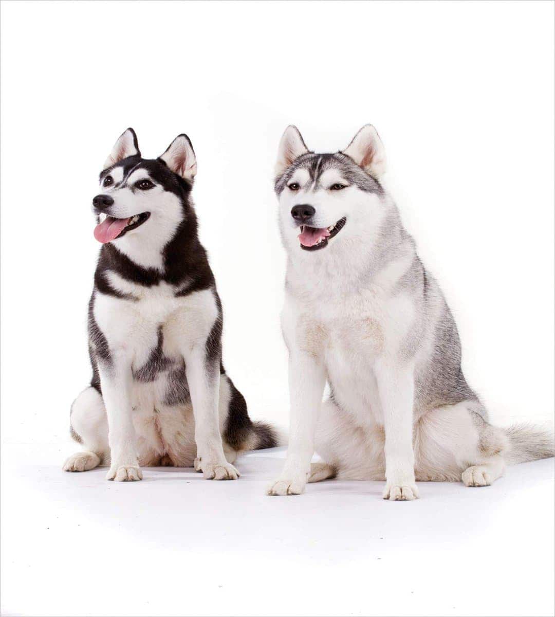 Juego de Funda Nórdica Ambesonne Alaskan Malamute, - Imagen 3