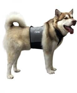Chaleco y Collar de Enfriamiento para Perros CoolerDog -