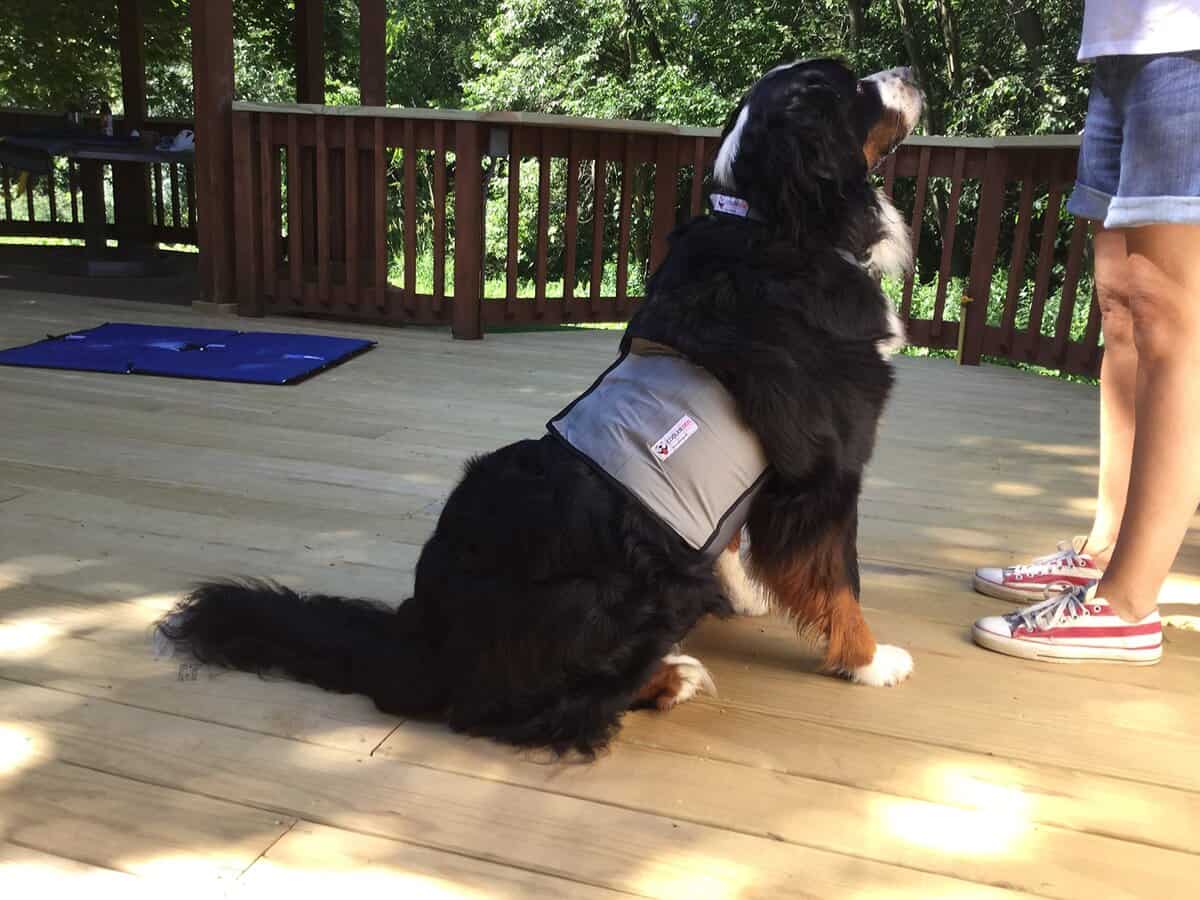 Chaleco y Collar de Enfriamiento para Perros CoolerDog - - Imagen 7