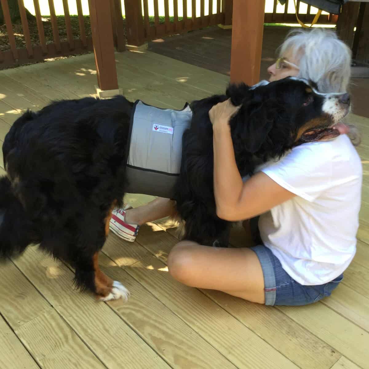 Chaleco y Collar de Enfriamiento para Perros CoolerDog - - Imagen 6