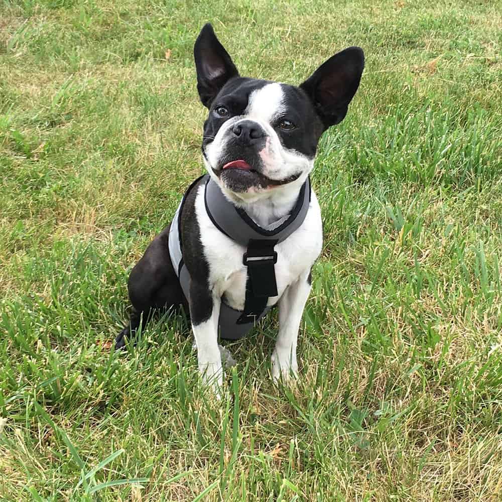 Chaleco y Collar de Enfriamiento para Perros CoolerDog - - Imagen 8