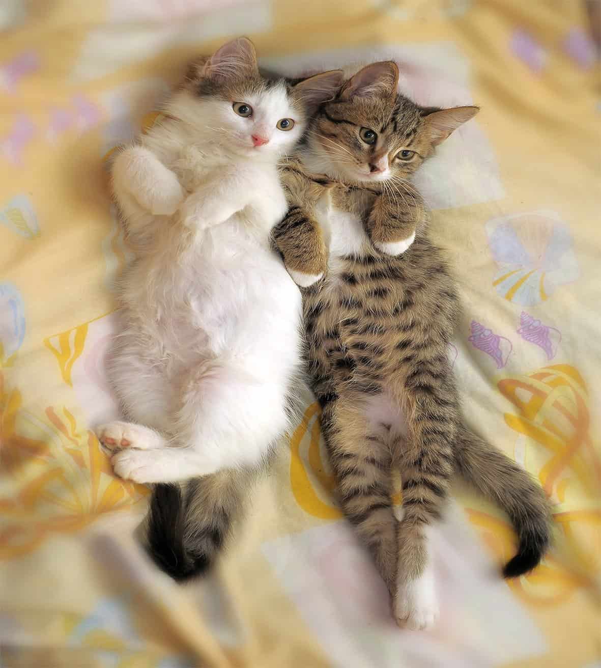 Juego de Funda Nórdica Divertida Ambesonne, Hermanos Gatos - Imagen 3