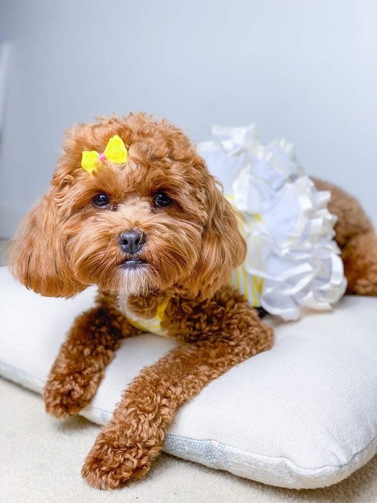 Vestido Bailarina Parisian Pet para Perros Ropa para Gatos - Imagen 4