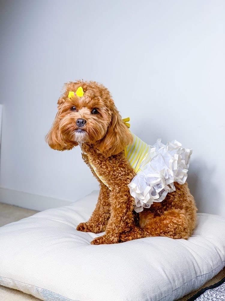 Vestido Bailarina Parisian Pet para Perros Ropa para Gatos - Imagen 5