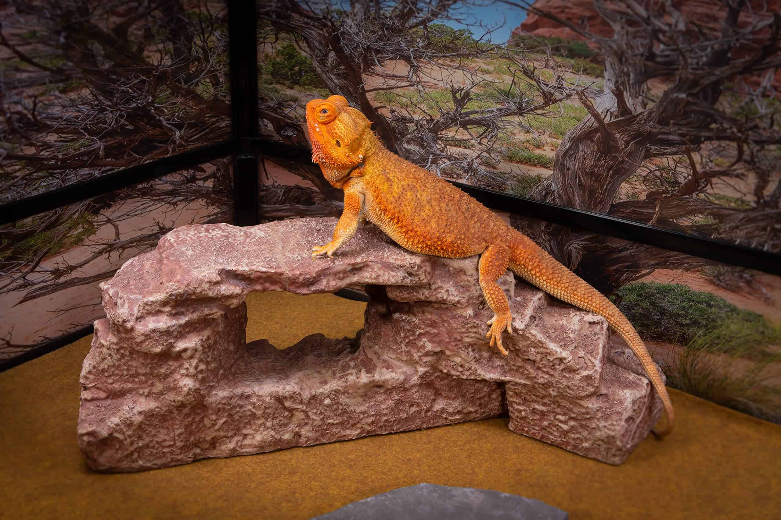 Arco de Roca, Marrón Rojizo, Accesorio para Hábitat de - Imagen 4