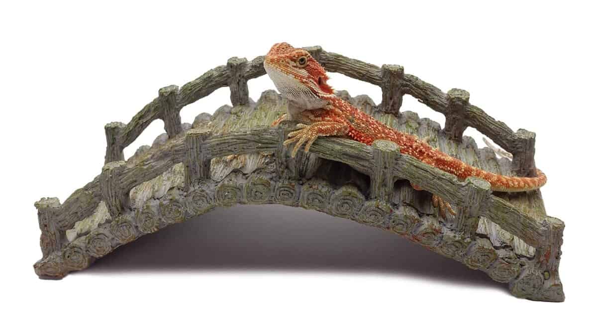 Puente para Reptiles, Gris a la Deriva, Accesorio para