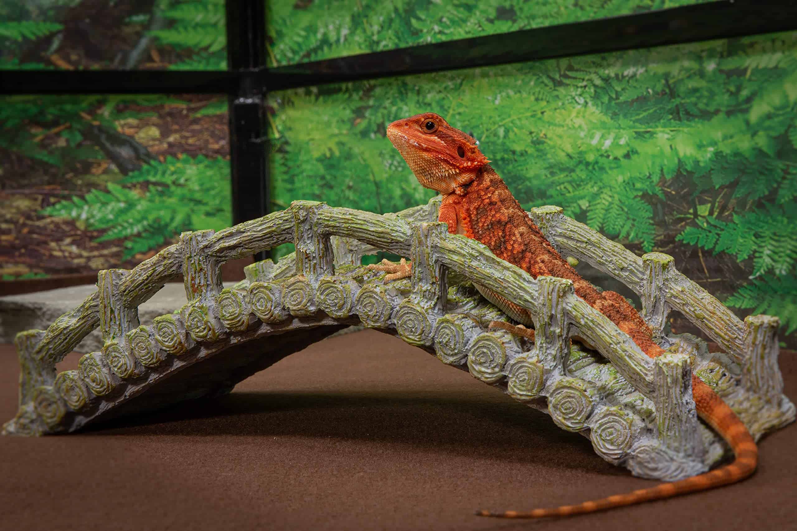 Puente para Reptiles, Gris a la Deriva, Accesorio para - Imagen 3