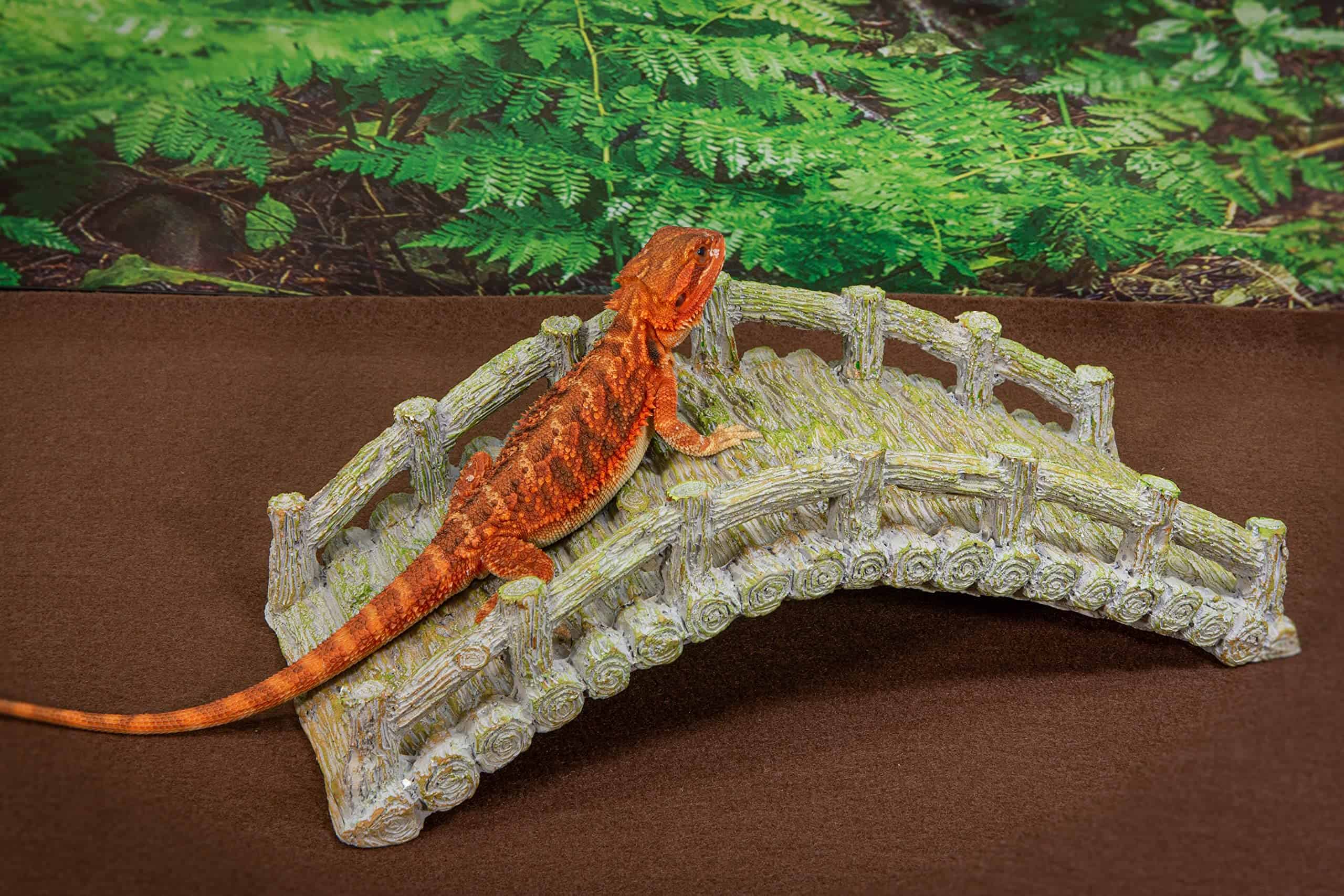 Puente para Reptiles, Gris a la Deriva, Accesorio para - Imagen 6