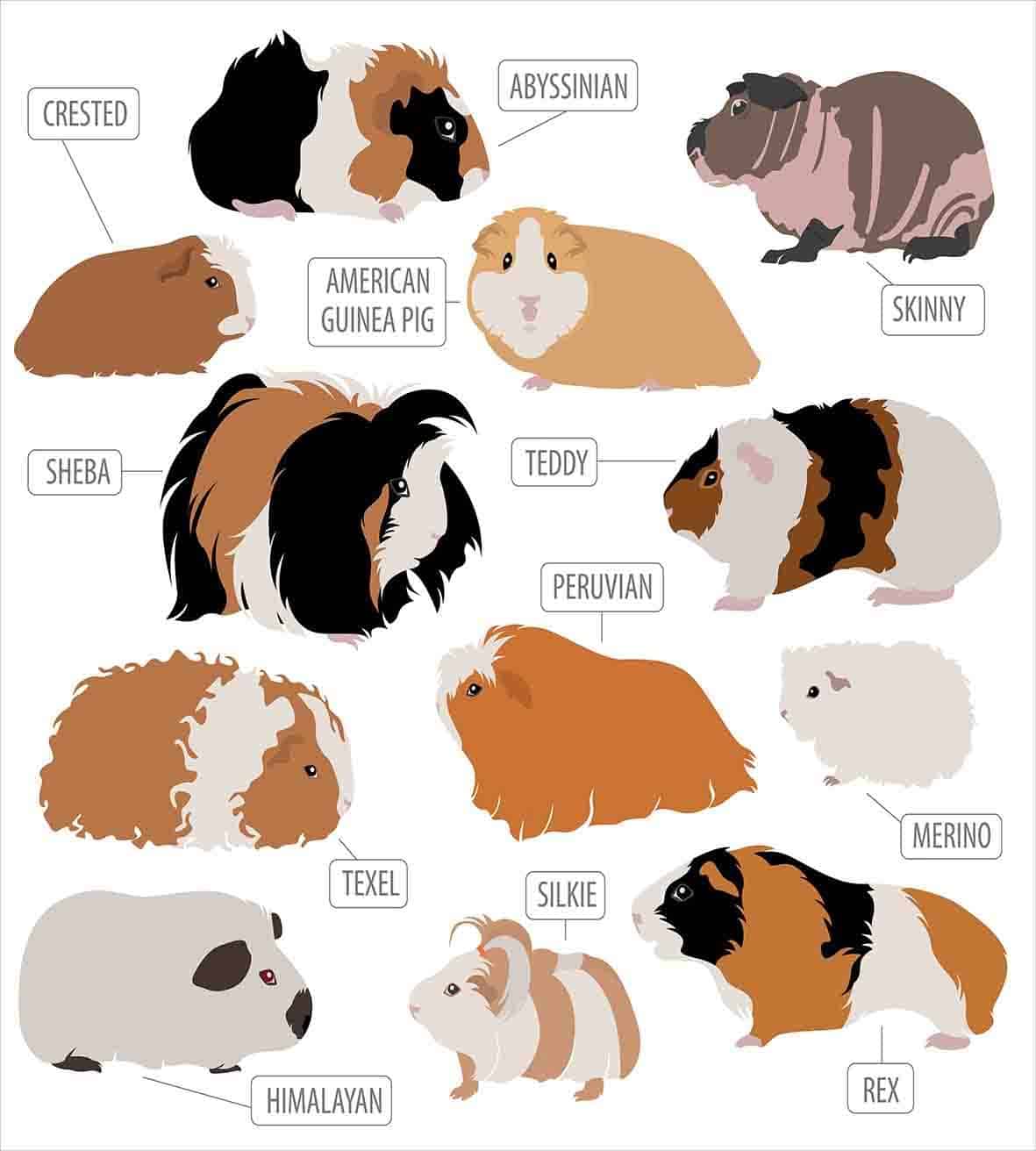 Juego de Funda Nórdica Lunarable para Cama, Diseño - Imagen 3