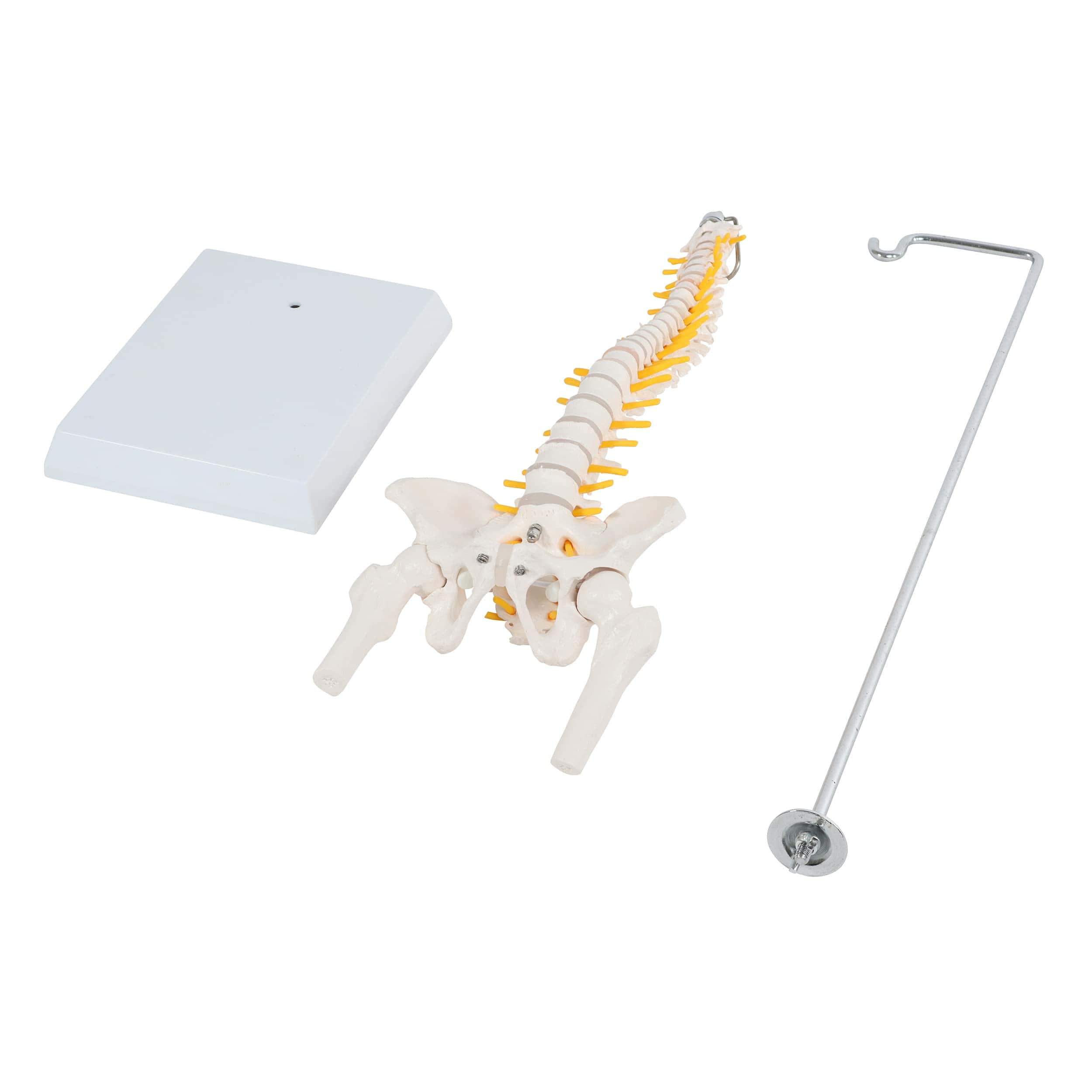 Modelo de Columna Vertebral en Miniatura MonMed con Nervios - Imagen 8