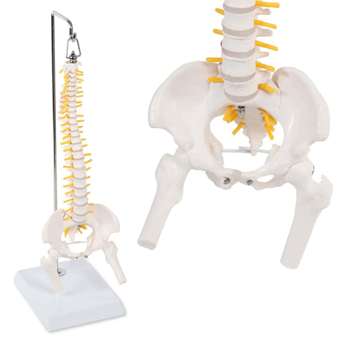 Modelo de Columna Vertebral en Miniatura MonMed con Nervios