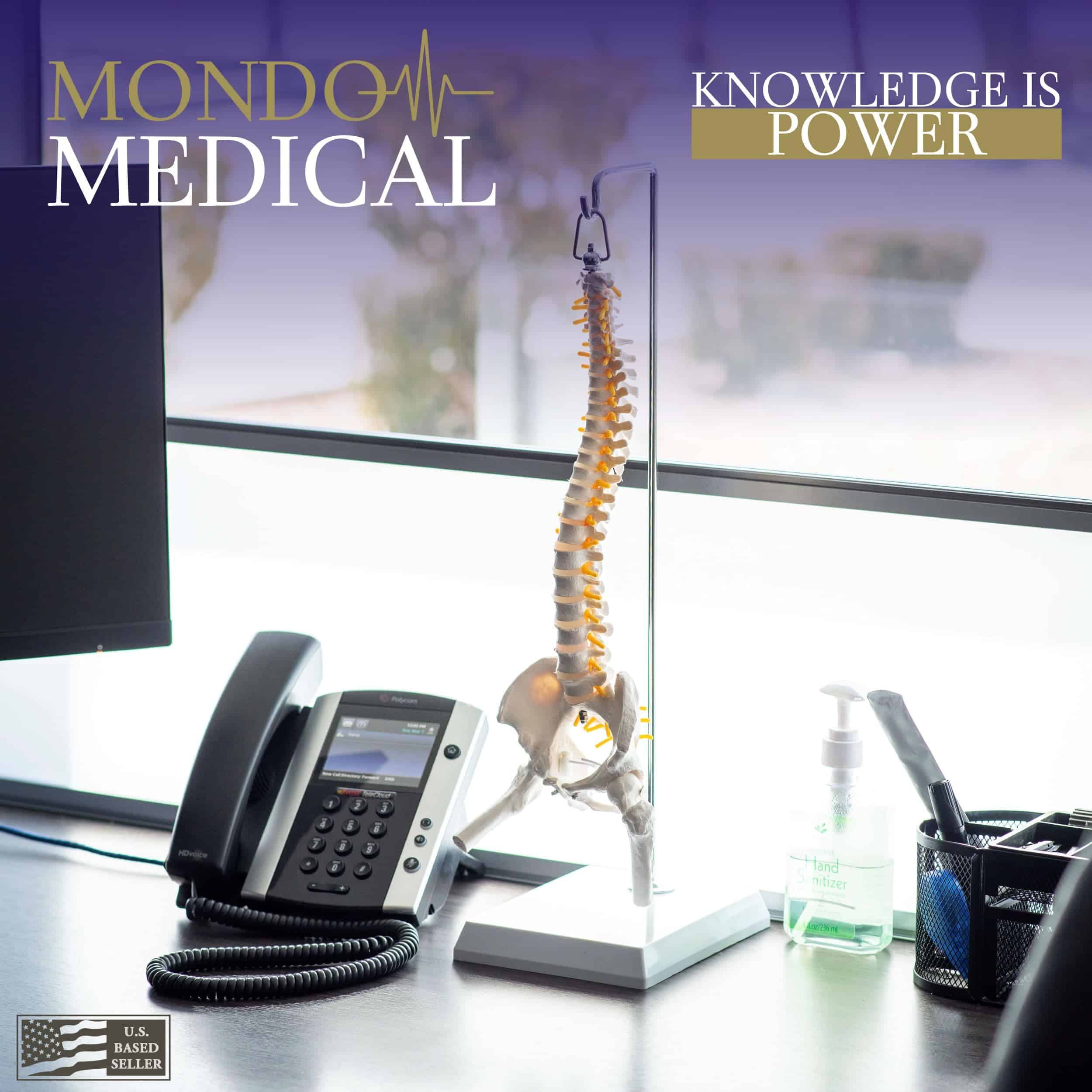 Modelo de Columna Vertebral en Miniatura MonMed con Nervios - Imagen 3